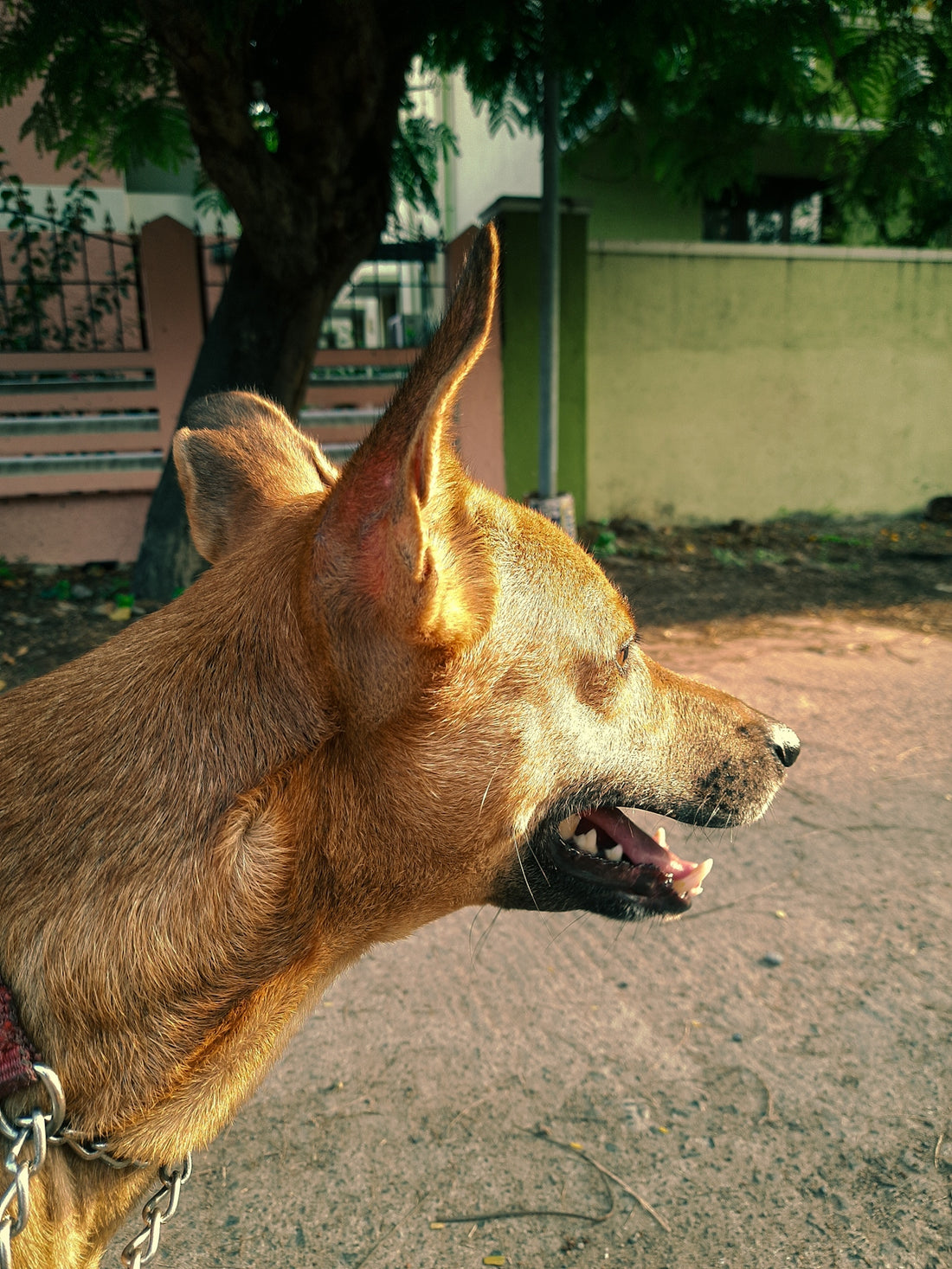 a dog with its mouth open on a leash