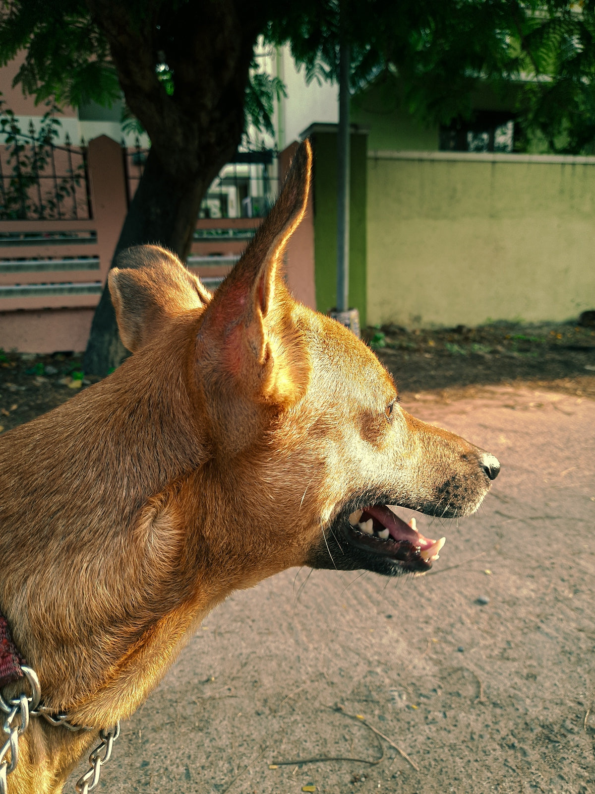 a dog with its mouth open on a leash
