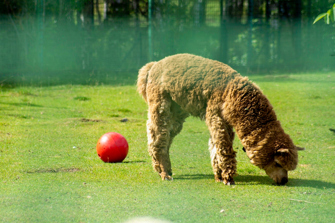 a brown alpaca grazing on grass next to a red ball