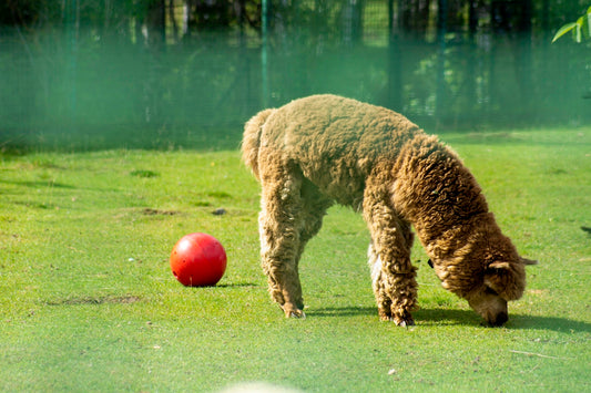 a brown alpaca grazing on grass next to a red ball