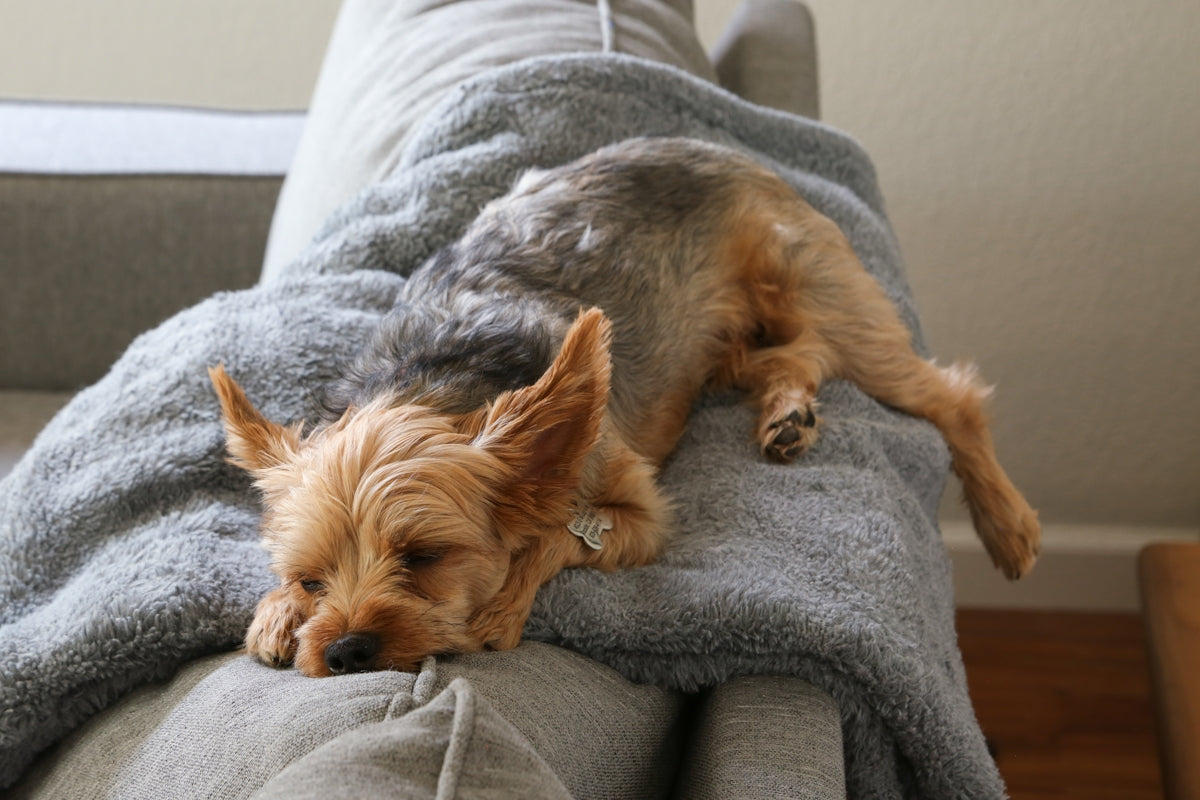 a dog laying on top of a couch next to a pillow