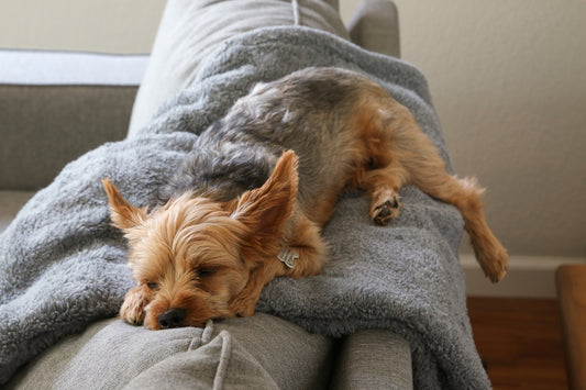 a dog laying on top of a couch next to a pillow