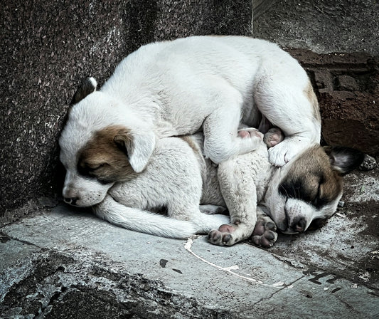 a couple of puppies are laying on top of each other