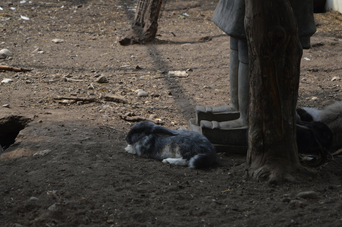 a dog laying on the ground next to a tree
