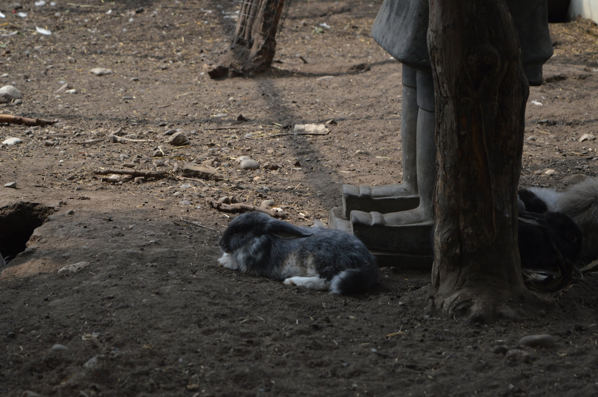 a dog laying on the ground next to a tree