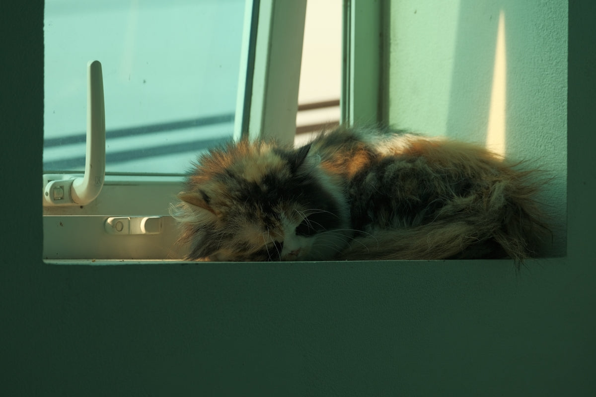a cat laying on top of a window sill