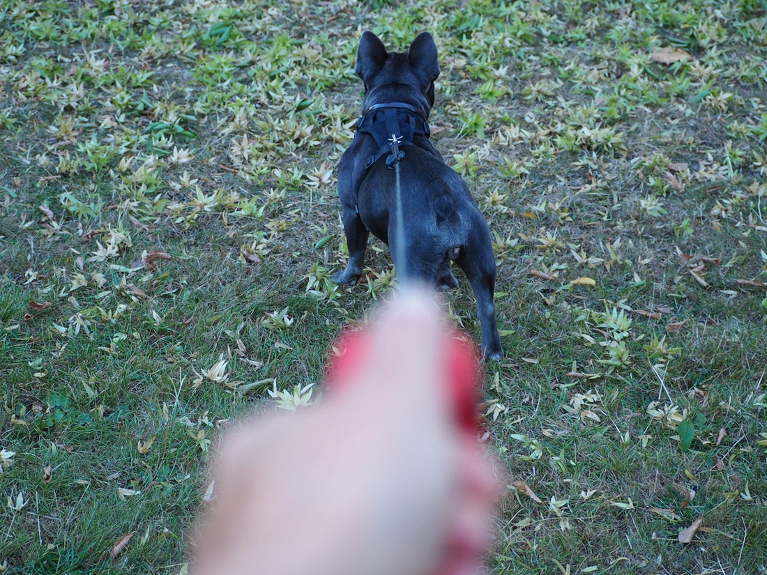 a small black dog standing on top of a lush green field