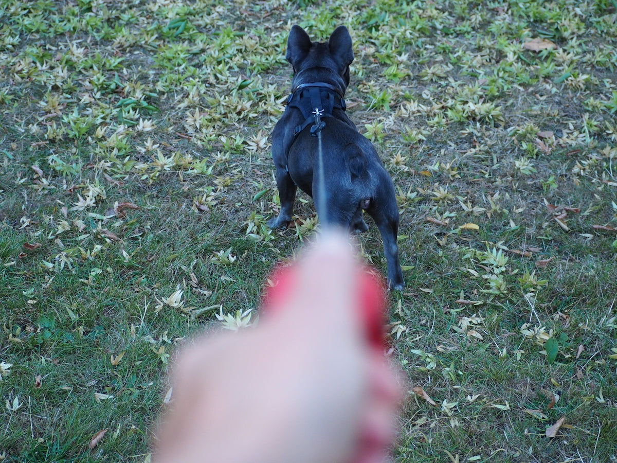a small black dog standing on top of a lush green field