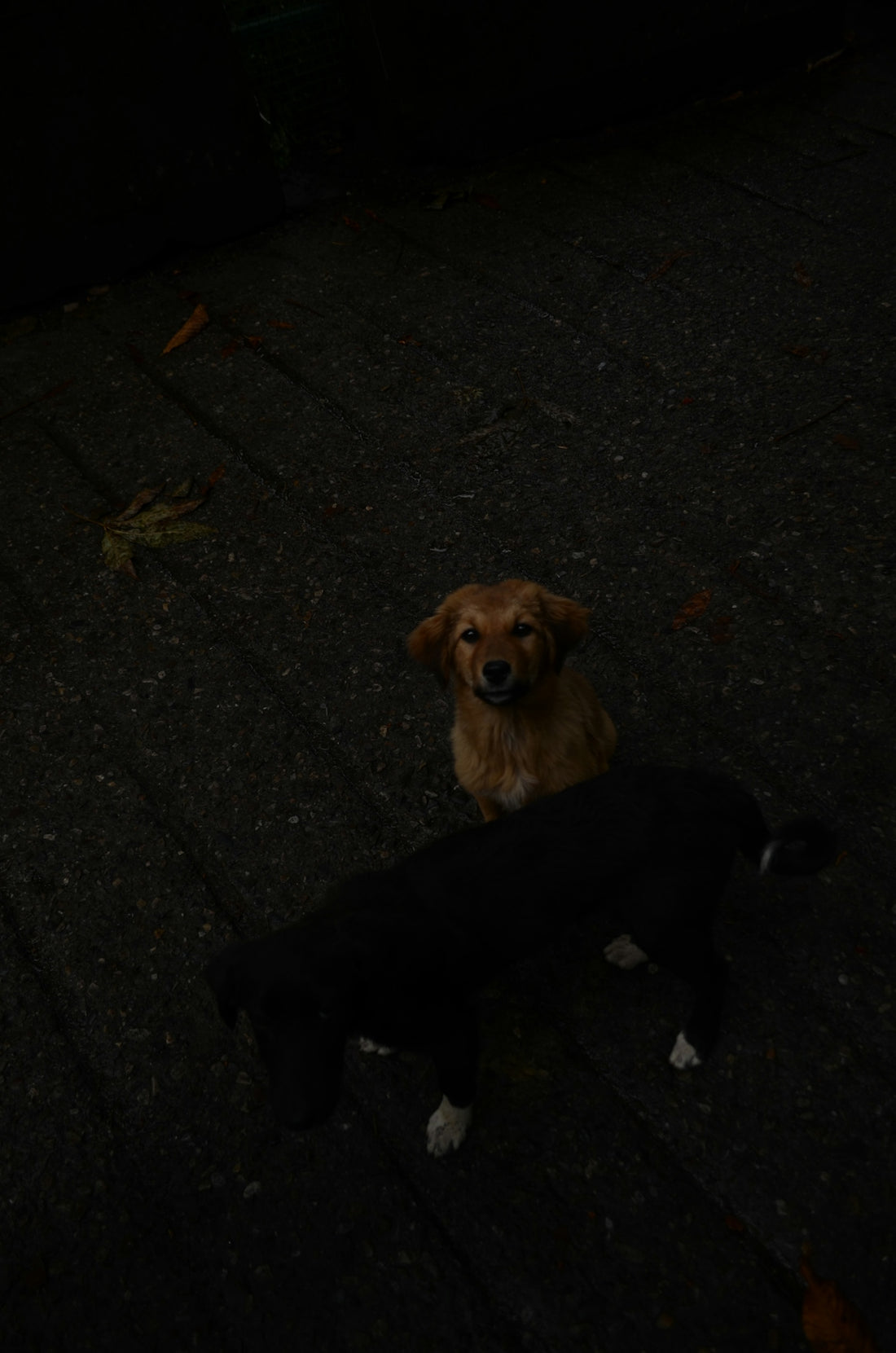 a dog and a black dog sitting on the ground
