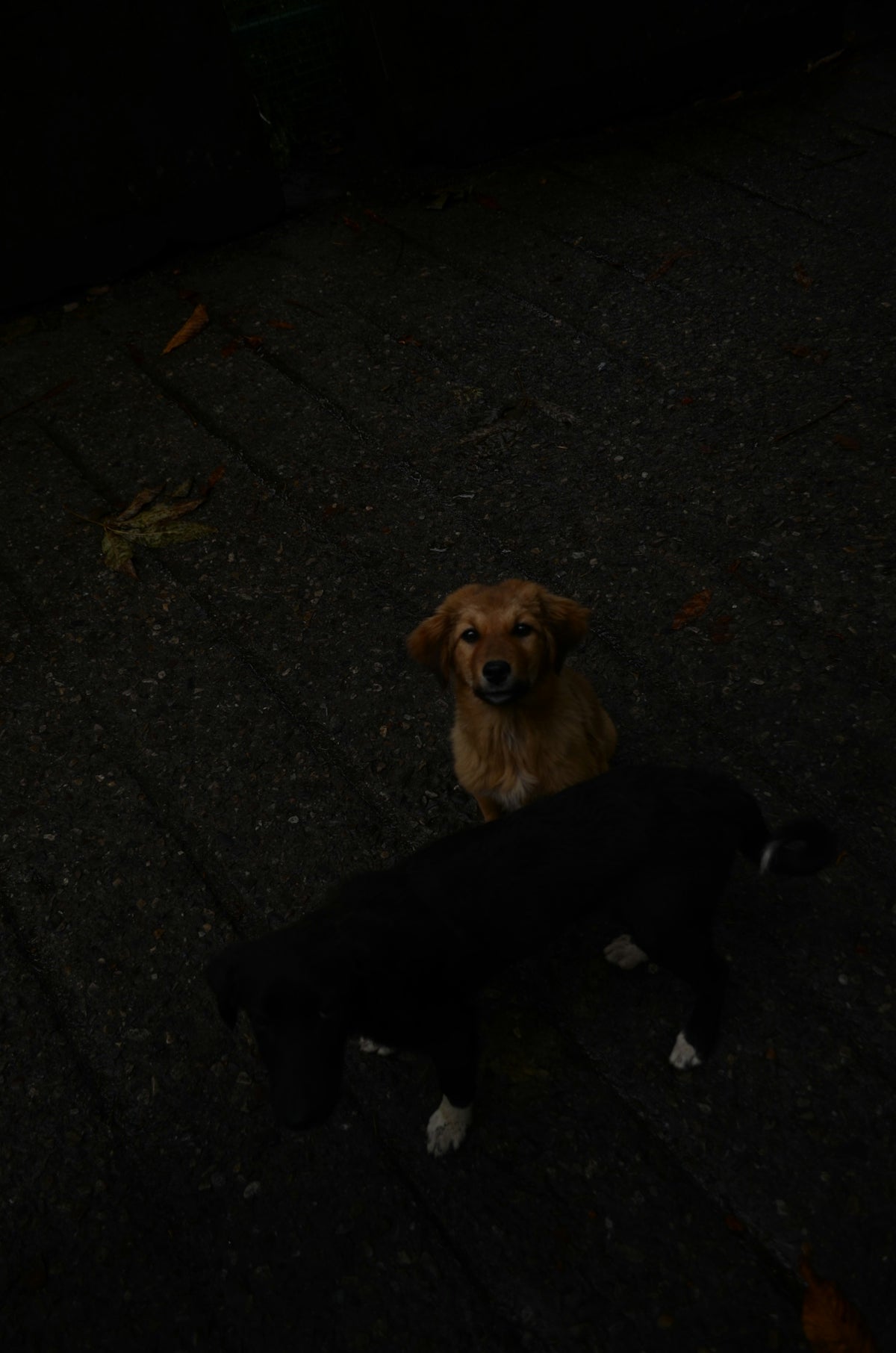 a dog and a black dog sitting on the ground