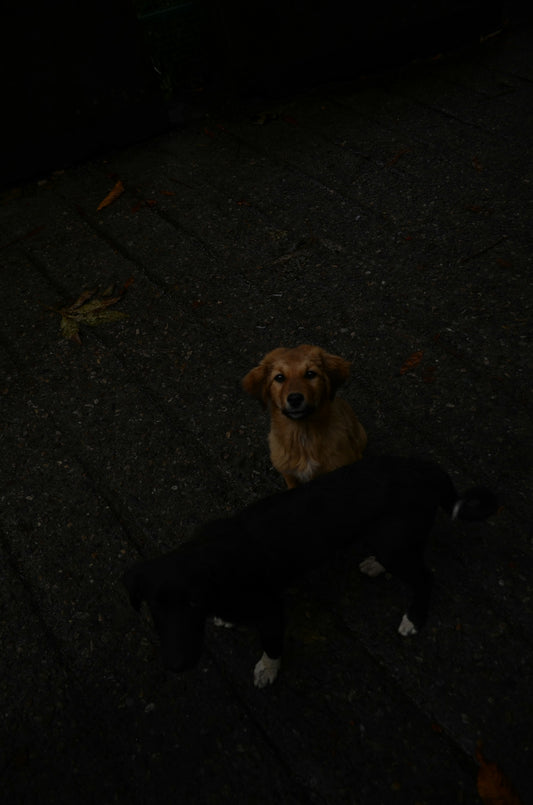 a dog and a black dog sitting on the ground