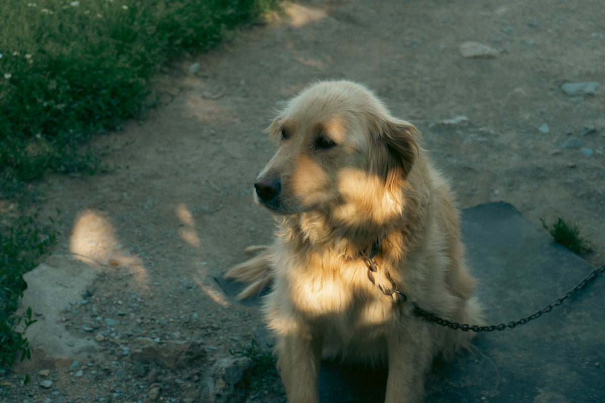 a dog sitting on a leash on a path