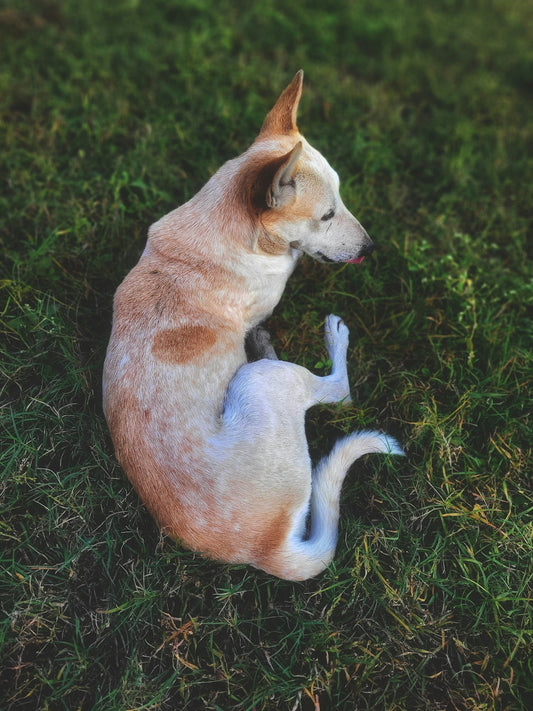 a brown and white dog laying on top of a lush green field