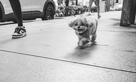 a small dog walking down a sidewalk next to a person