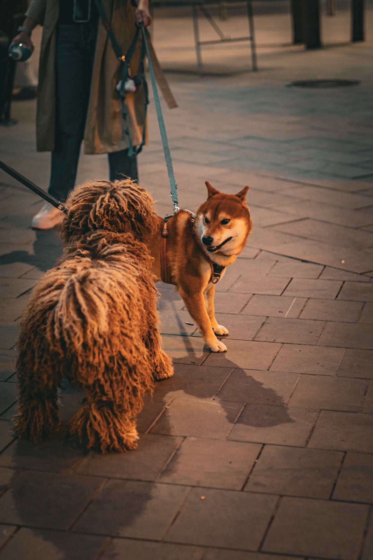 a dog on a leash being walked by a person