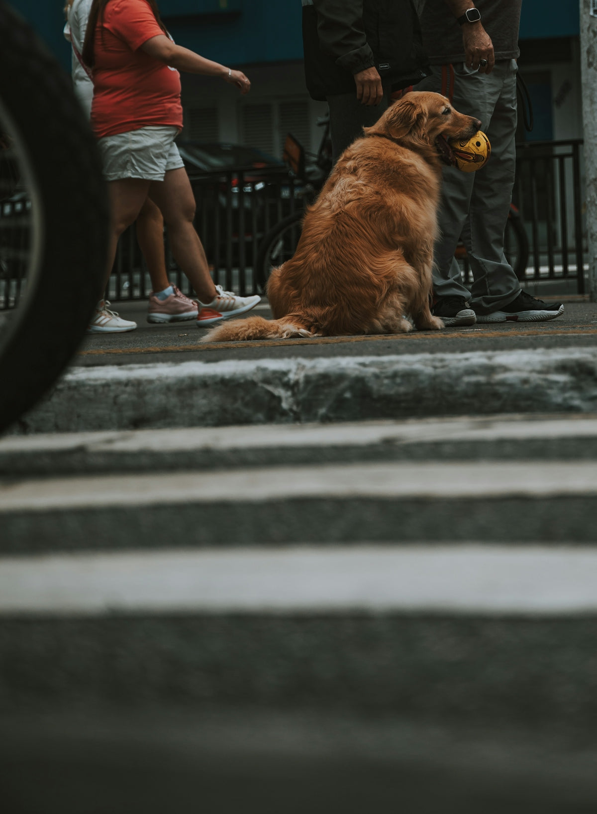 a large brown dog sitting on top of a sidewalk