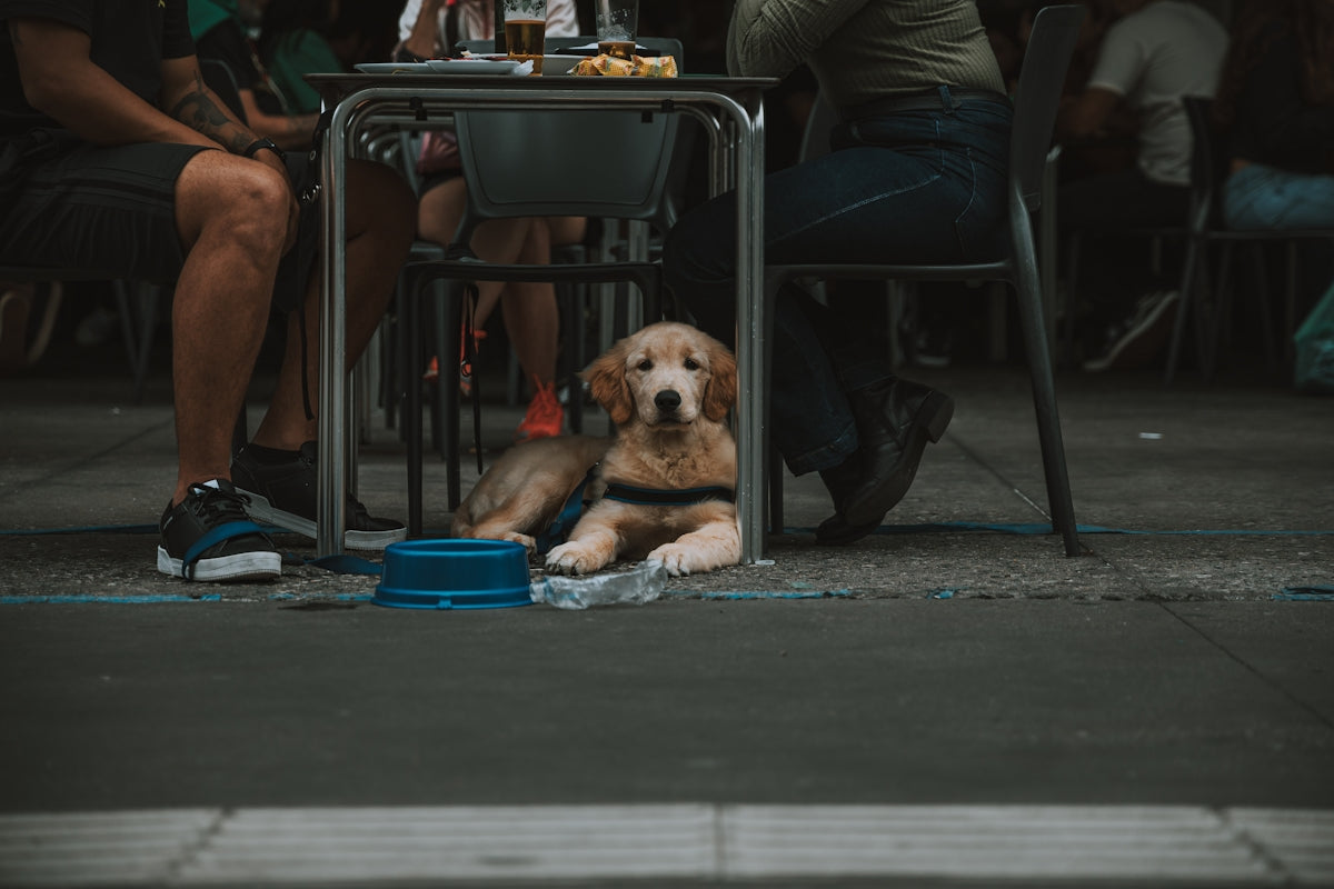 a dog sitting under a table next to a person