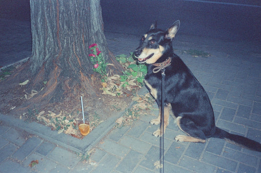 a black and brown dog sitting next to a tree