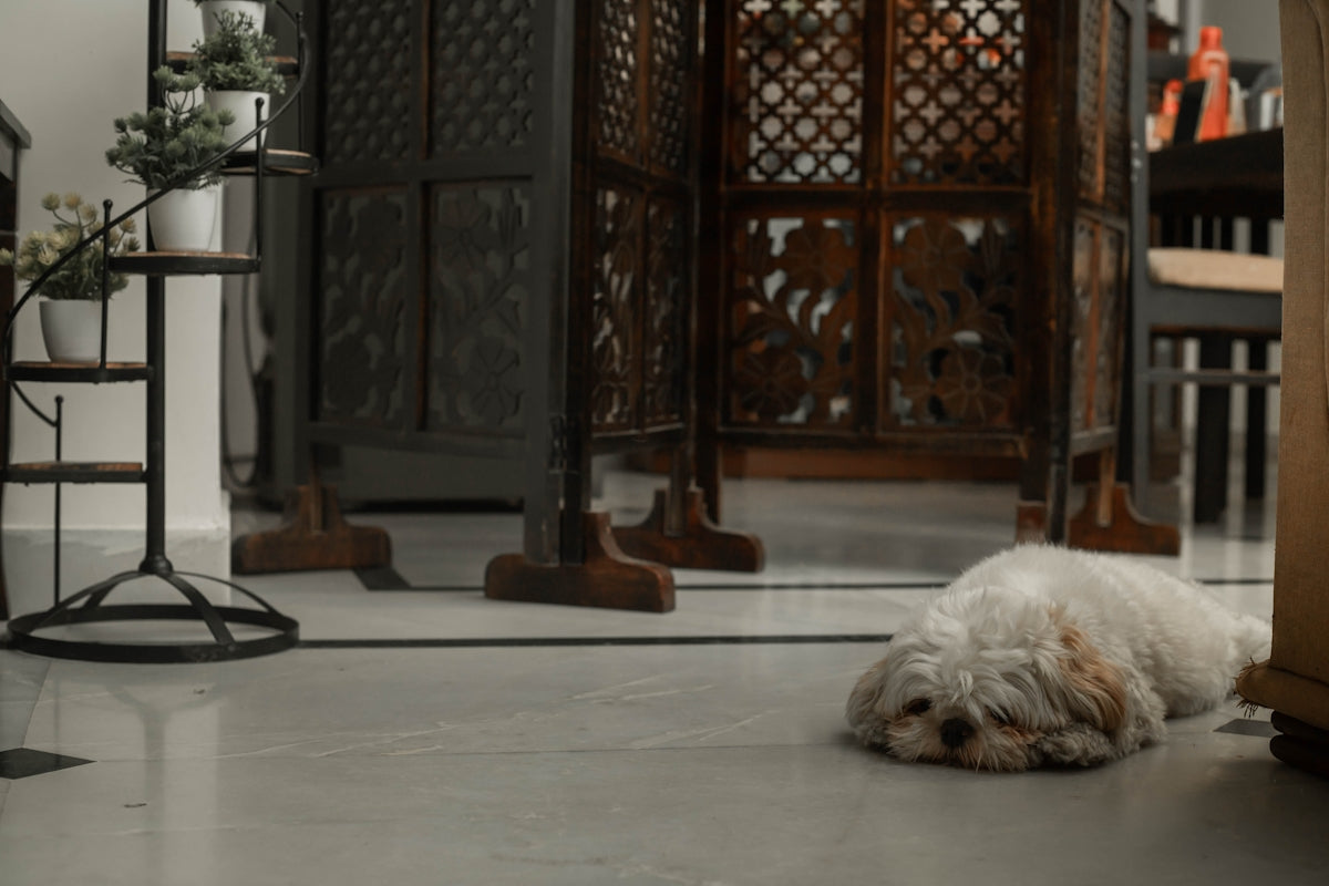 a small white dog laying on the floor