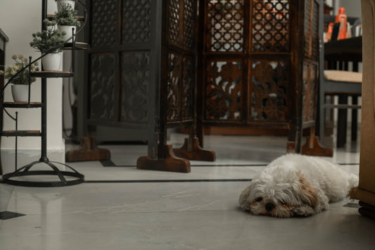 a small white dog laying on the floor