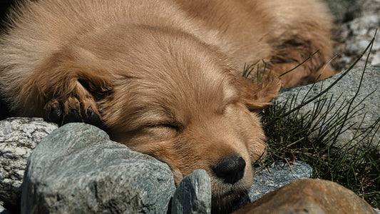 a brown dog laying on top of a pile of rocks