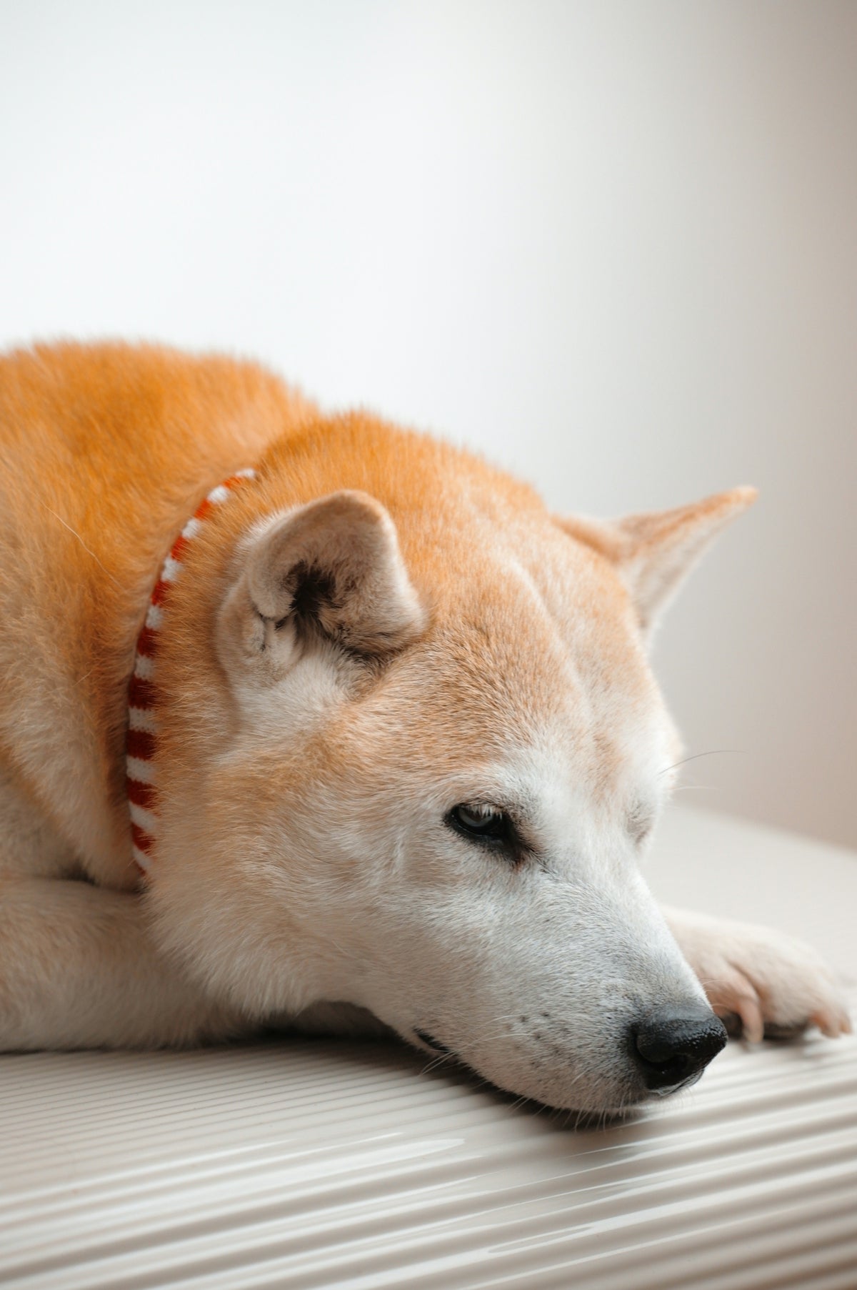 a dog laying on top of a bed next to a white wall