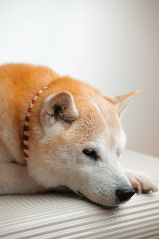a dog laying on top of a bed next to a white wall