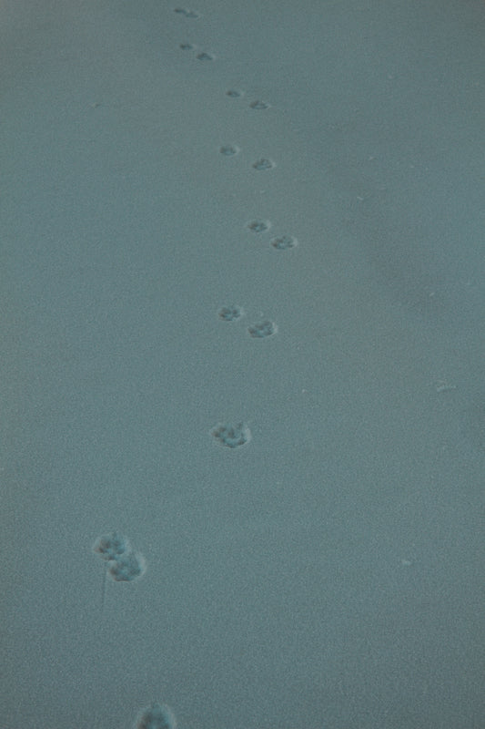 a cat is walking on the snow near footprints