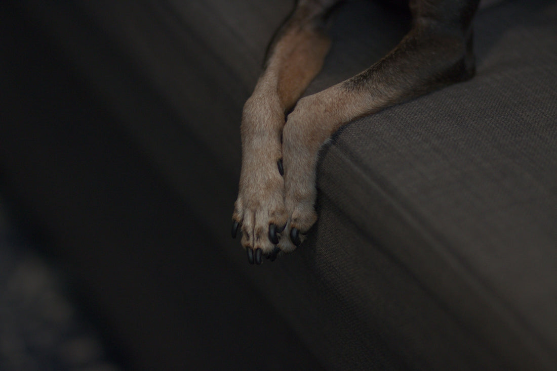 a close up of a dog laying on a couch