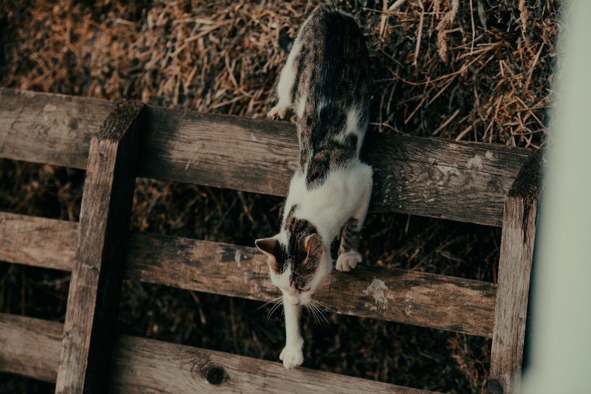 a cat standing on top of a wooden fence