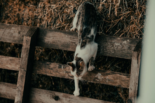 a cat standing on top of a wooden fence