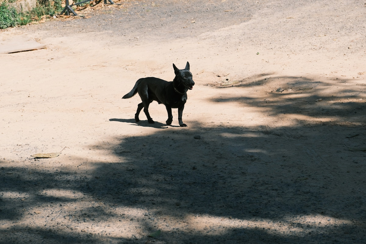 a small black dog walking across a dirt road