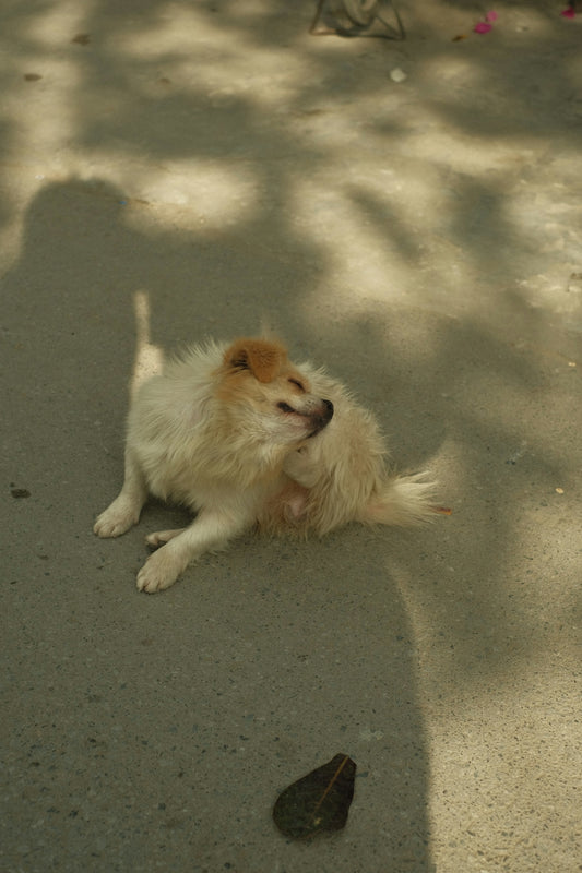 a dog laying on the ground next to a bird