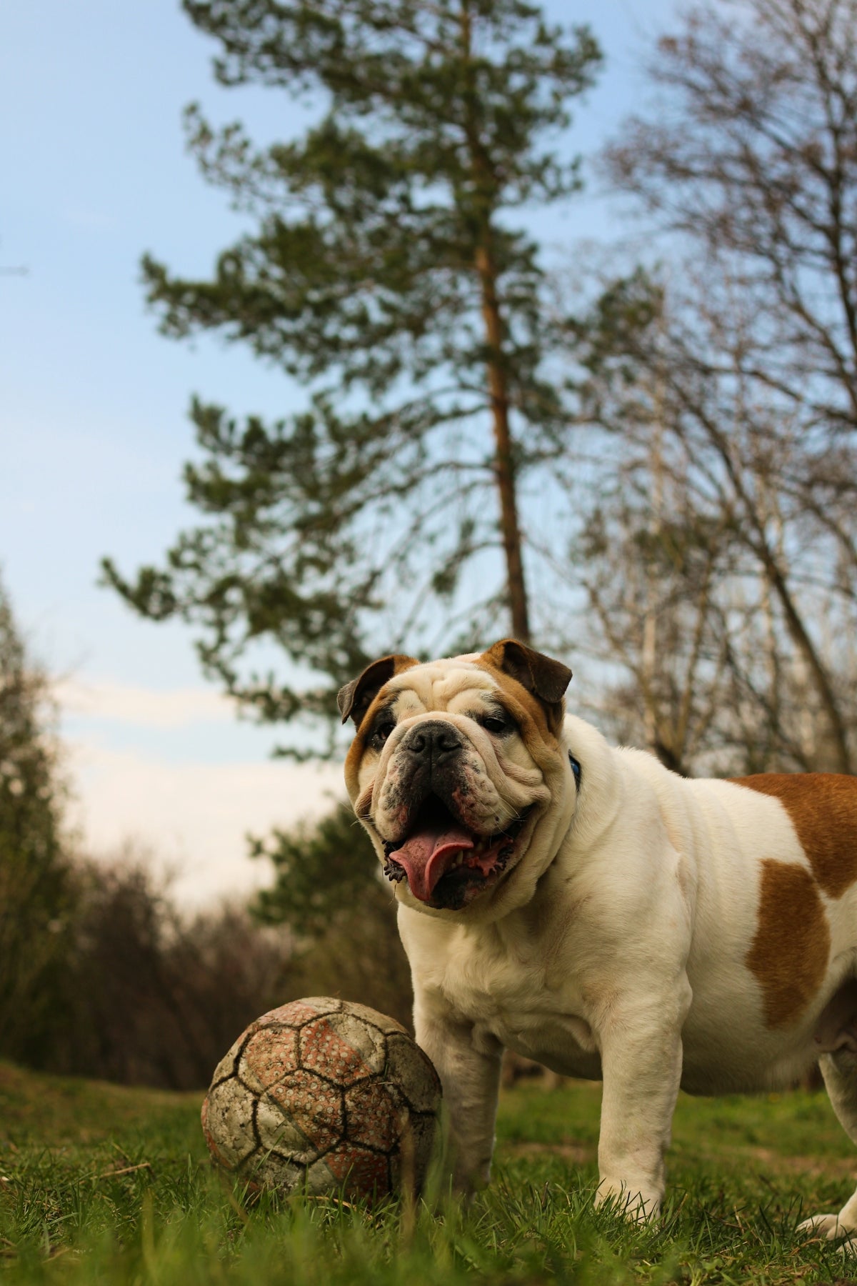 a brown and white dog standing next to a soccer ball