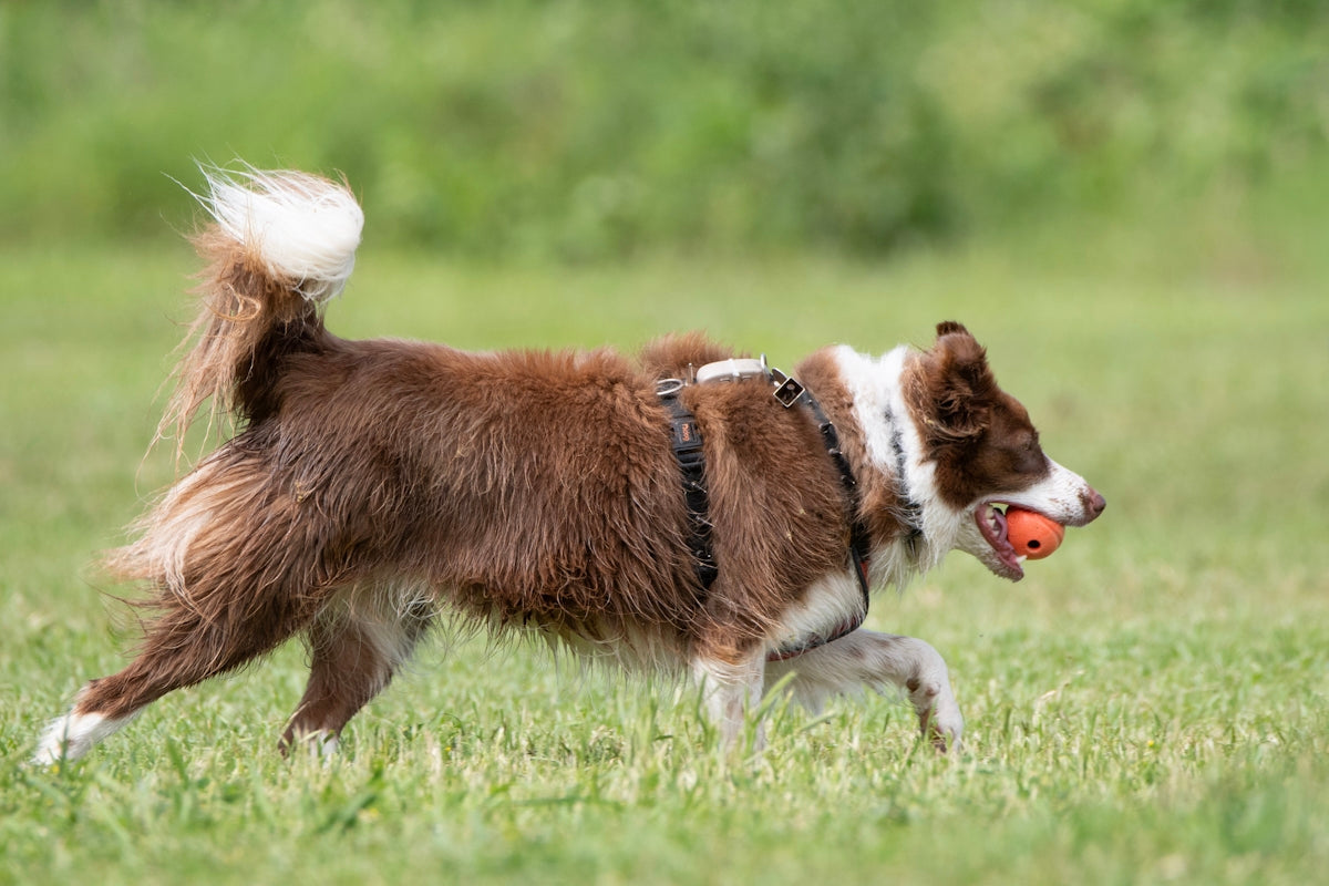 a brown and white dog with a ball in its mouth