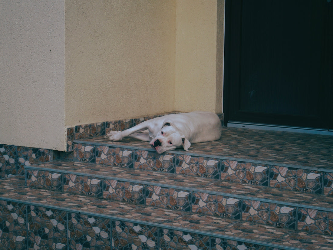 a white dog laying on a step next to a door