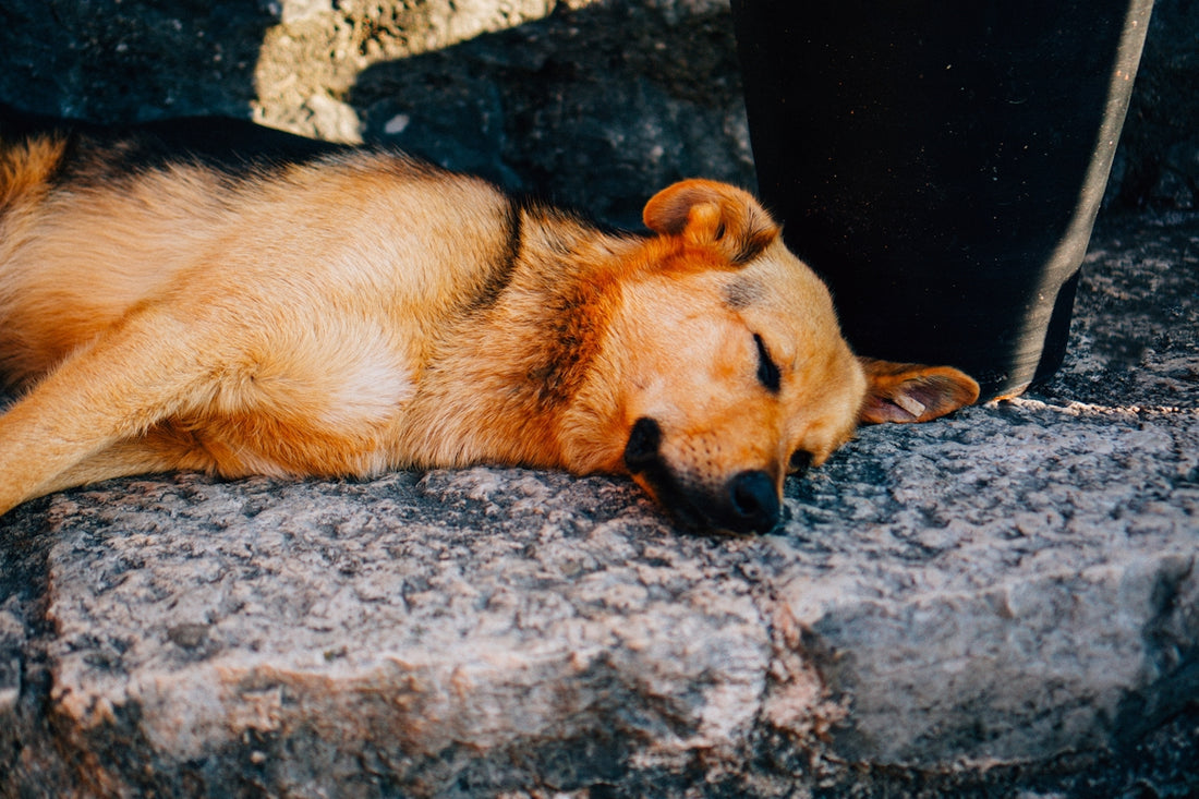 a dog sleeping on a rock next to a person