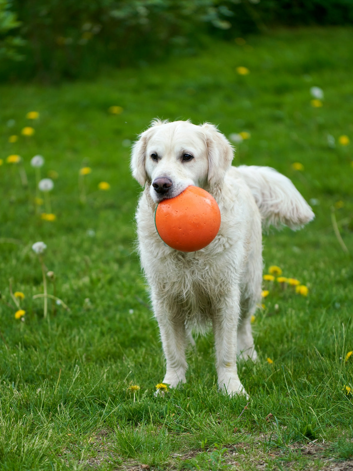a white dog holding an orange frisbee in its mouth