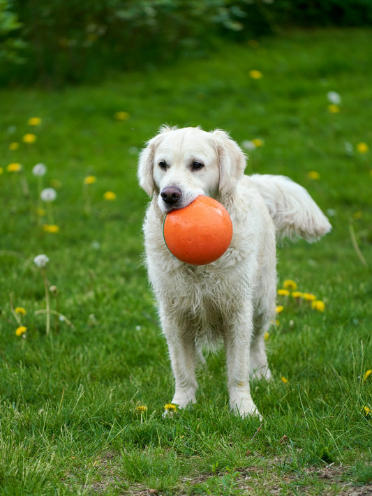 a white dog holding an orange frisbee in its mouth