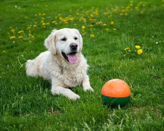 a dog laying in the grass next to a ball