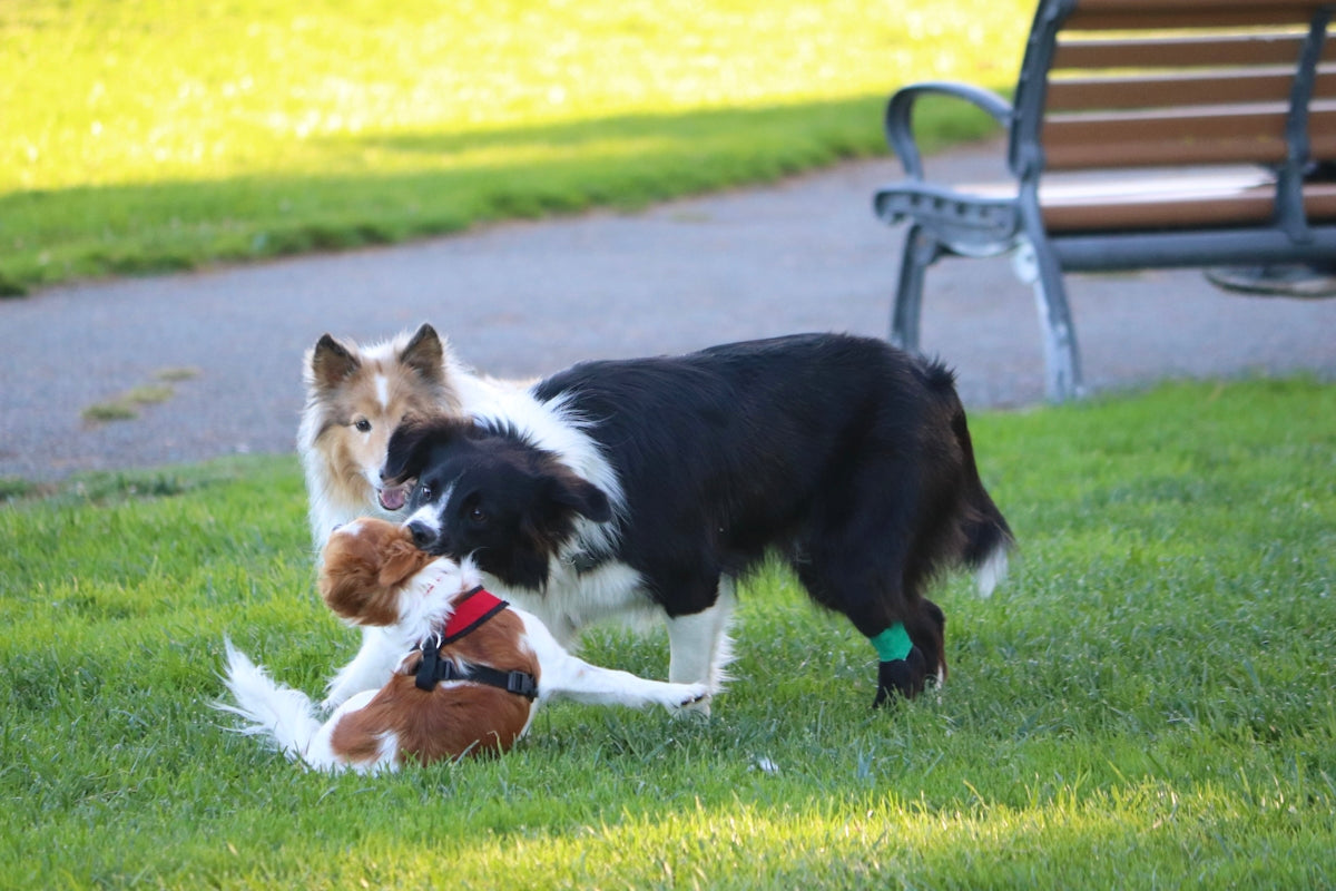 two dogs playing with each other in the grass