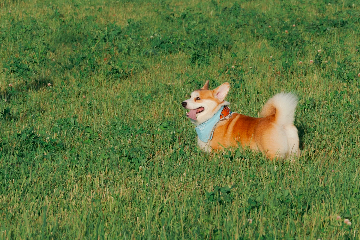 A brown and white dog standing on top of a lush green field