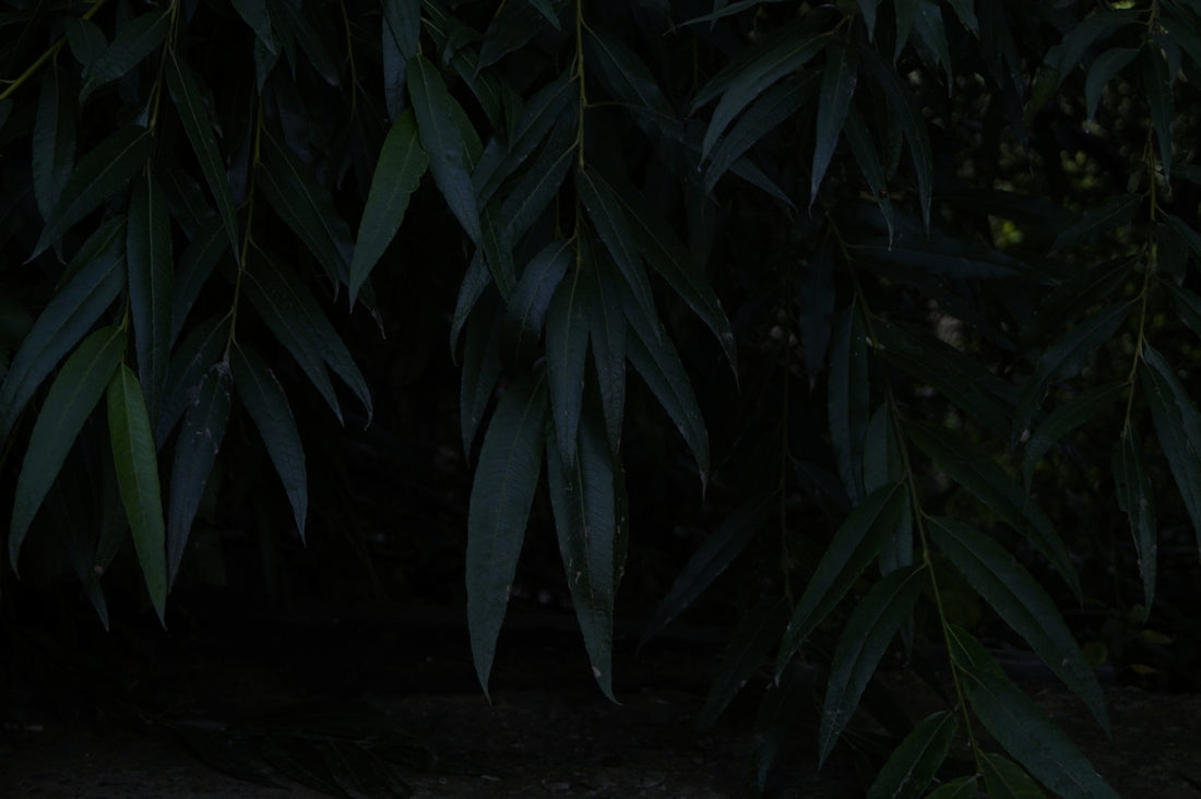 A cat sitting on the ground in front of a tree