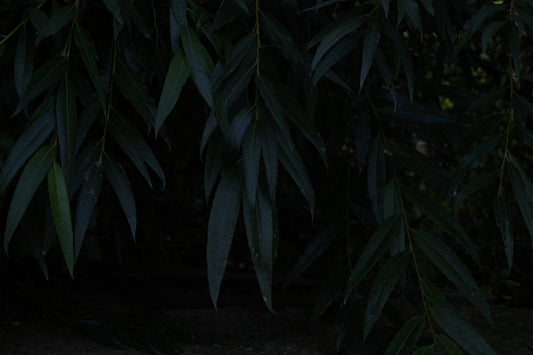 A cat sitting on the ground in front of a tree