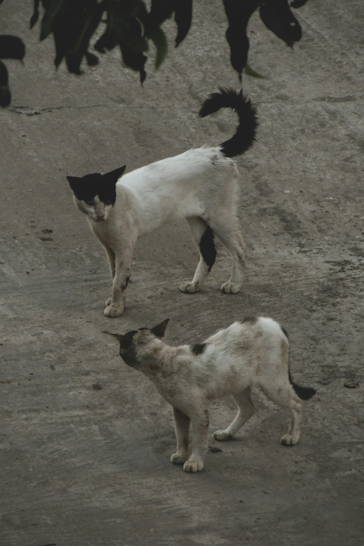 A couple of cats standing on top of a dirt field