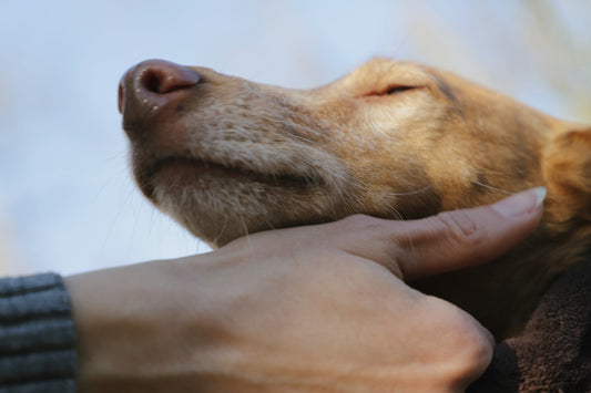 A close up of a person petting a dog
