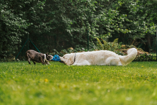 A dog rolling around in the grass with a frisbee in its mouth