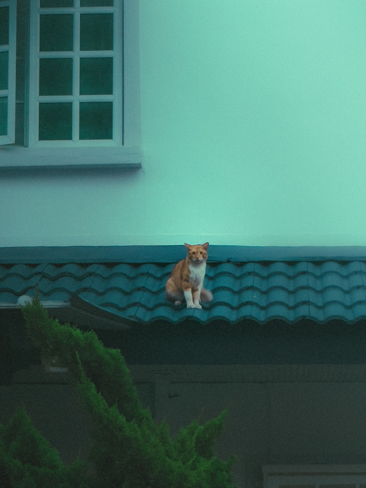 A cat sitting on top of a roof next to a window