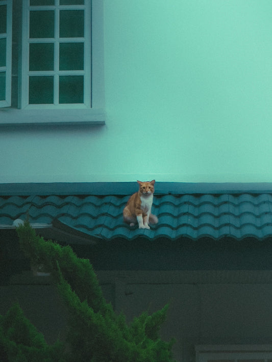A cat sitting on top of a roof next to a window