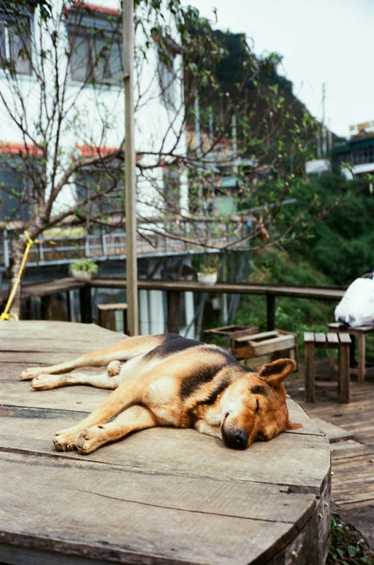 A dog is laying on a wooden platform